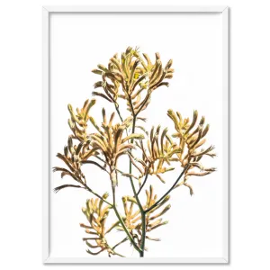 Kangaroo Paw in Yellow - Art Print