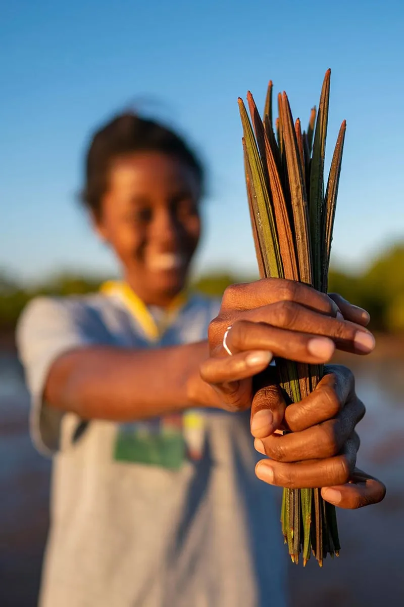 Plant 3 Trees with Sprout