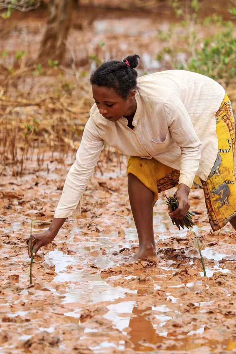 Plant 3 Trees with Sprout