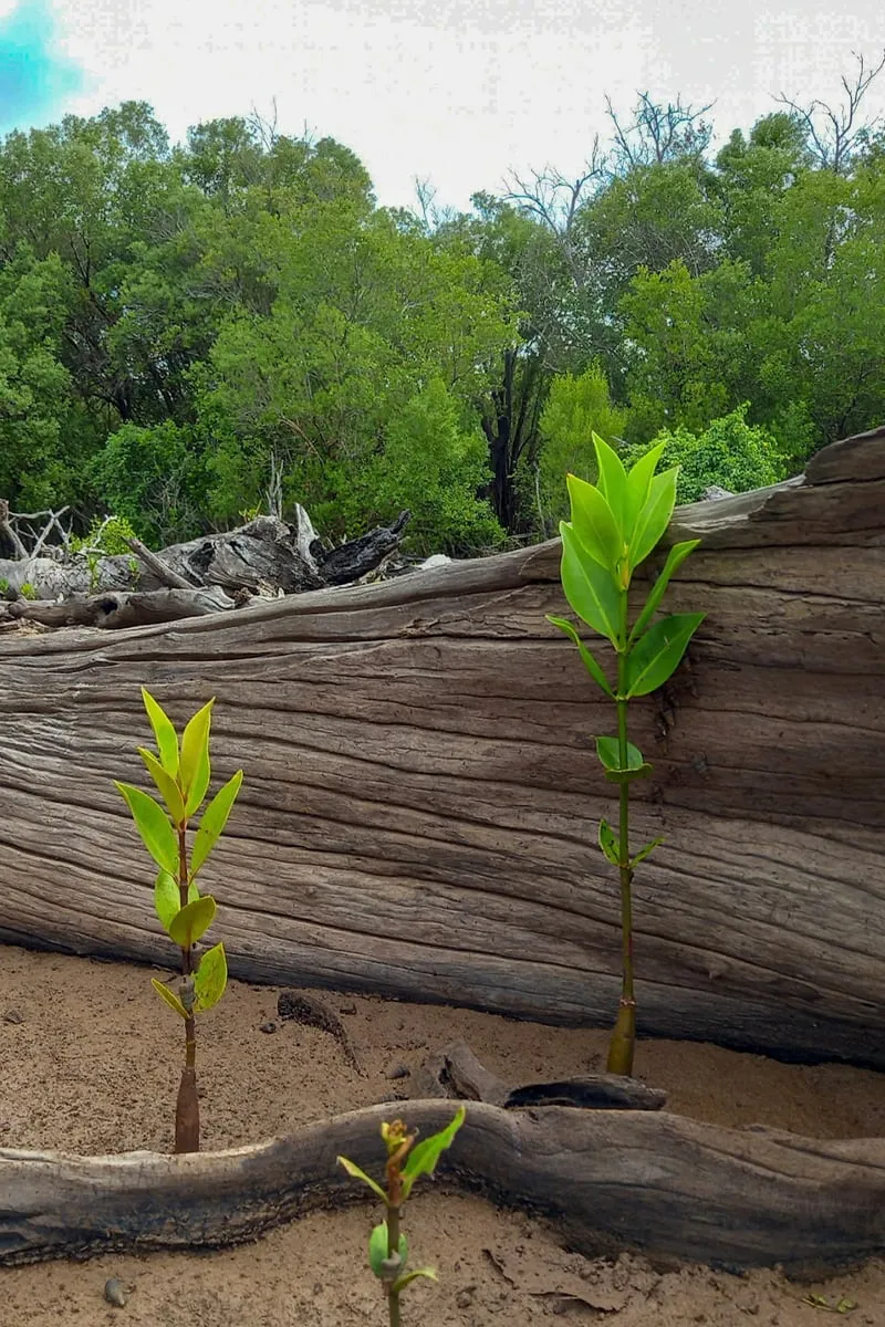 Plant 3 Trees with Sprout