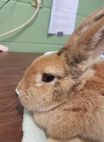 Small Animal Building - Parksville